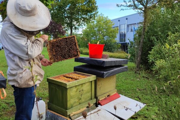 Bienen